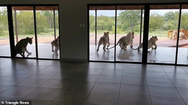 Mở cửa vào nhà, gia chủ giật thót tim khi thấy đàn sư tử 6 con nằm phơi nắng, cư dân mạng khen có thú cưng giữ nhà xịn quá - Ảnh 8.
