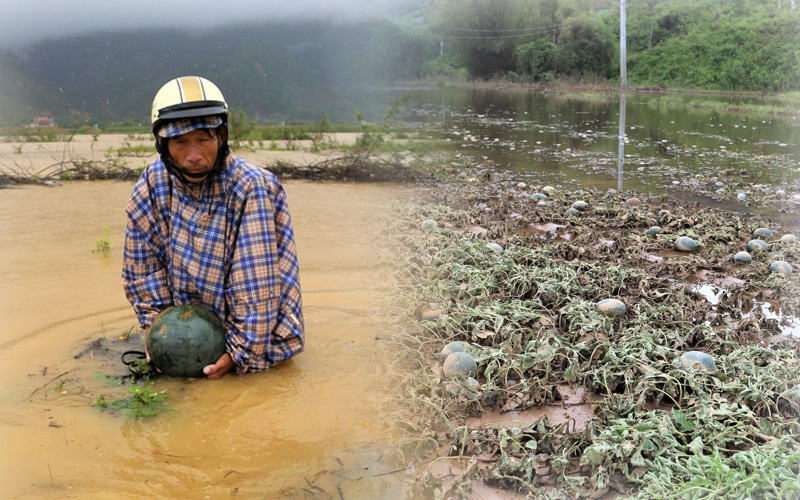 Ảnh: Người Đà Nẵng giải cứu gần trăm tấn dưa hấu bị ngập úng ở Quảng Nam trong 2 ngày