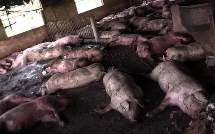 Sét đánh trúng trang trại, đàn lợn hơn 200 con của 1 gia đình chết la liệt