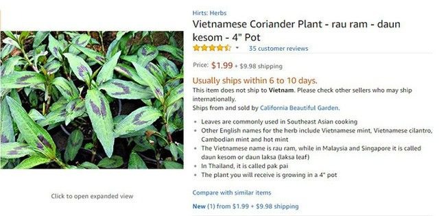 Một loại rau gia vị ở Việt Nam mọc um tùm, sang nước ngoài thành của hiếm, giá bán tăng hơn 120 lần - Ảnh 2.