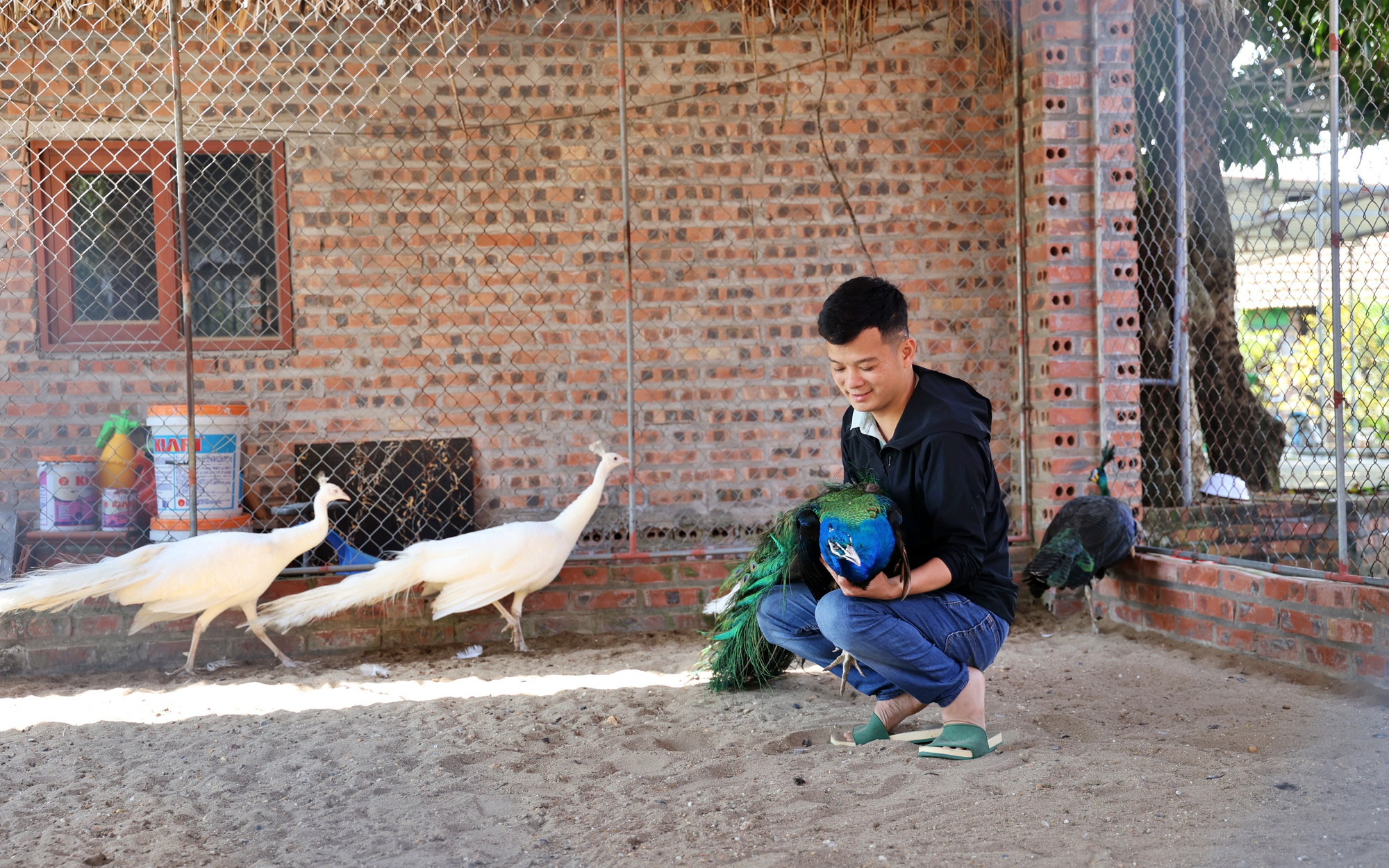 Chàng trai tốt nghiệp ĐH Bách khoa Hà Nội, bỏ việc kỹ sư để về quê nuôi chim công