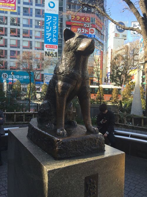 Những chuyện ít người biết về Hachiko - chú chó đứng ở sân ga 10 năm đợi chủ đã trở thành biểu tượng của lòng trung thành - Ảnh 8.