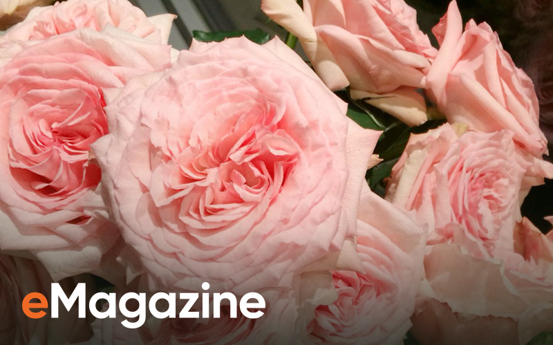 Hè năm nay, hãy kết nạp “siêu phẩm&quot; hoa hồng Hokkaido vào công cuộc skincare để mang thanh xuân về cho làn da của bạn