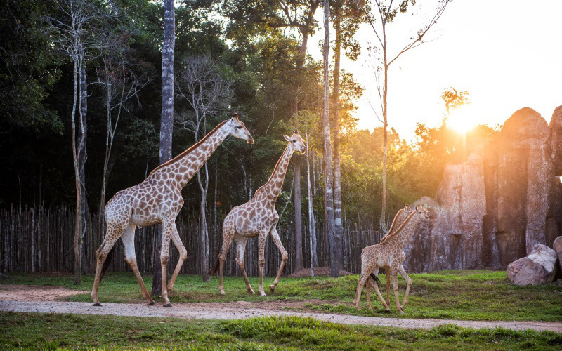 Khám phá cuộc sống hoang dã “thời giãn cách” bên trong công viên bảo tồn lớn bậc nhất châu Á