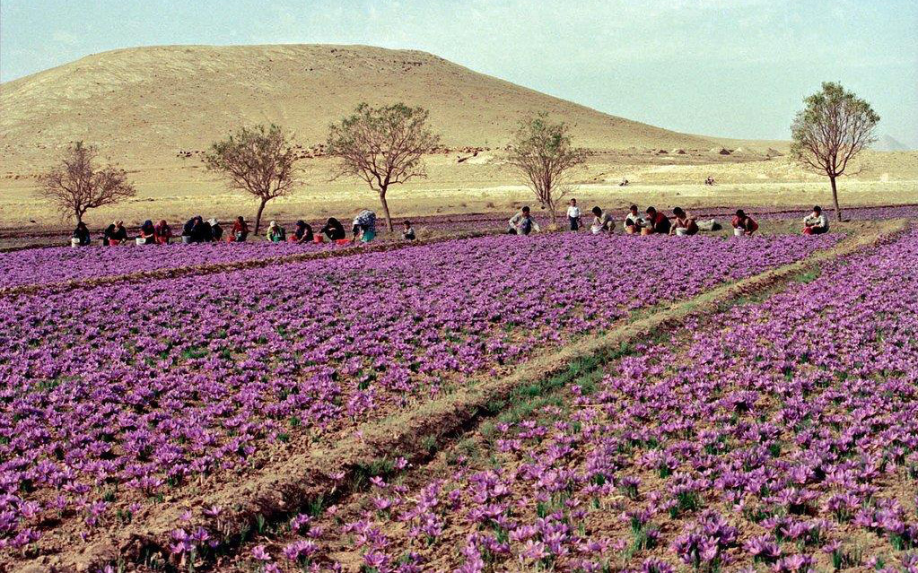 Đẹp ngỡ ngàng cánh đồng hoa nghệ tây Salam tím biếc phủ kín thánh địa Mashhad Iran