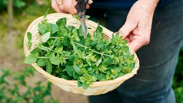 Việt Nam có loại rau dại vị vừa cay vừa đắng có cái tên &quot;rất Tây&quot; nhưng giúp chống ung thư và kháng khuẩn  - Ảnh 2.