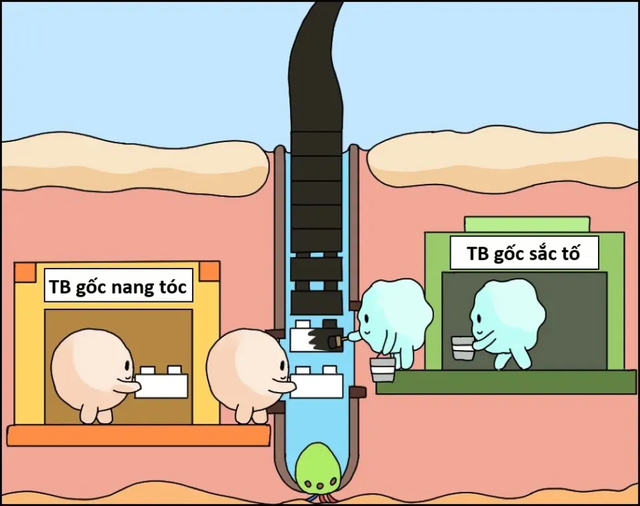 Có nên nhổ tóc bạc không? Đây là câu trả lời - Ảnh 1.