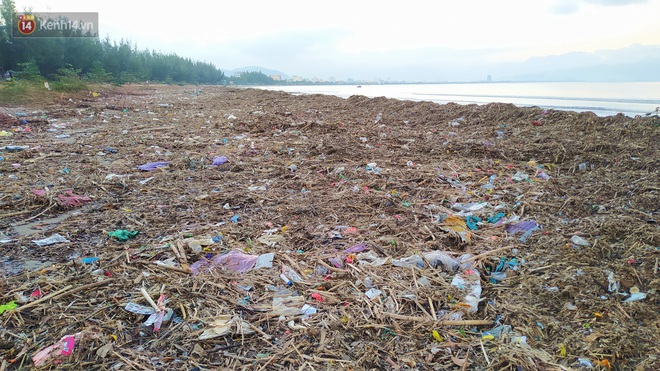 Chùm ảnh: 3.000 tấn rác dạt vào bãi biển Đà Nẵng sau bão số 13 - Ảnh 11.