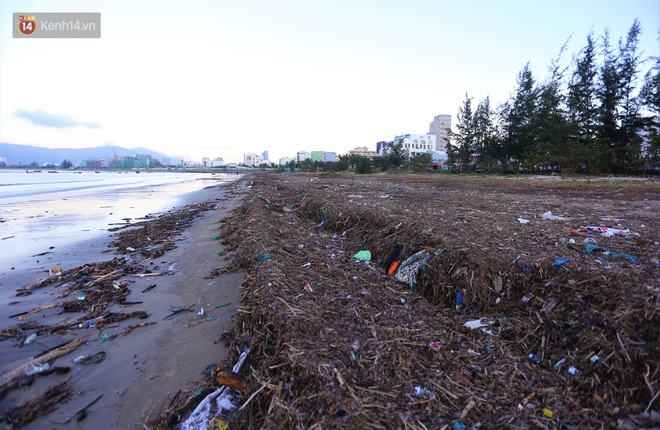 Chùm ảnh: 3.000 tấn rác dạt vào bãi biển Đà Nẵng sau bão số 13 - Ảnh 9.