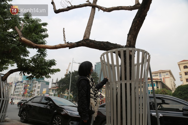 Những cây sưa đỏ mang giáp sắt, lắp camera theo dõi đã chết khô: Người Hà Nội xót xa, lo lắng - Ảnh 6.