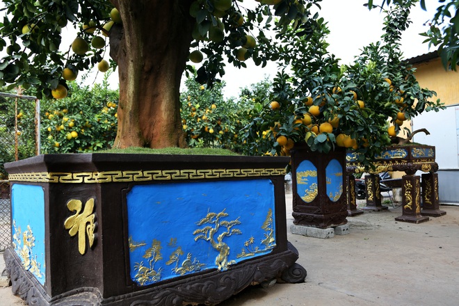 Vườn bưởi bạc tỉ lớn nhất Hưng Yên: Gốc to hàng trăm năm tuổi “có một không hai”, cho thuê chơi Tết hàng trăm triệu - Ảnh 7.