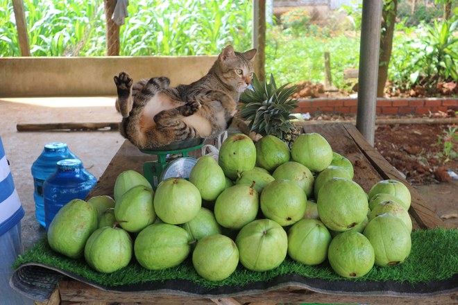 2 cô gái và 20 con mèo trên đỉnh đồi Đắk Nông: Thanh xuân như một tách trà, nhận nuôi lũ mèo hết cả thanh xuân - Ảnh 5.