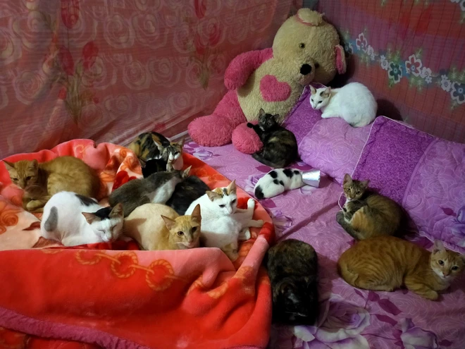 2 cô gái và 20 con mèo trên đỉnh đồi Đắk Nông: Thanh xuân như một tách trà, nhận nuôi lũ mèo hết cả thanh xuân - Ảnh 4.