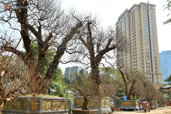 Cây đào trăm tuổi vừa xuống phố Hà Nội đã gặp khách chi gần trăm triệu thuê về chơi Tết Nguyên đán - Ảnh 2.