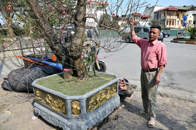 Cây đào trăm tuổi vừa xuống phố Hà Nội đã gặp khách chi gần trăm triệu thuê về chơi Tết Nguyên đán - Ảnh 10.