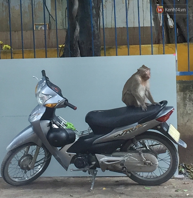 Cận cảnh đàn khỉ “đại náo” khu dân cư ở Sài Gòn khiến người dân mệt mỏi: Chúng rất sợ đàn ông nhưng lại không sợ phụ nữ - Ảnh 9.