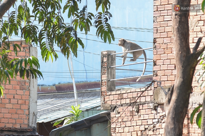 Cận cảnh đàn khỉ “đại náo” khu dân cư ở Sài Gòn khiến người dân mệt mỏi: Chúng rất sợ đàn ông nhưng lại không sợ phụ nữ - Ảnh 1.