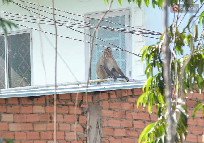 Cận cảnh đàn khỉ “đại náo” khu dân cư ở Sài Gòn khiến người dân mệt mỏi: Chúng rất sợ đàn ông nhưng lại không sợ phụ nữ - Ảnh 2.