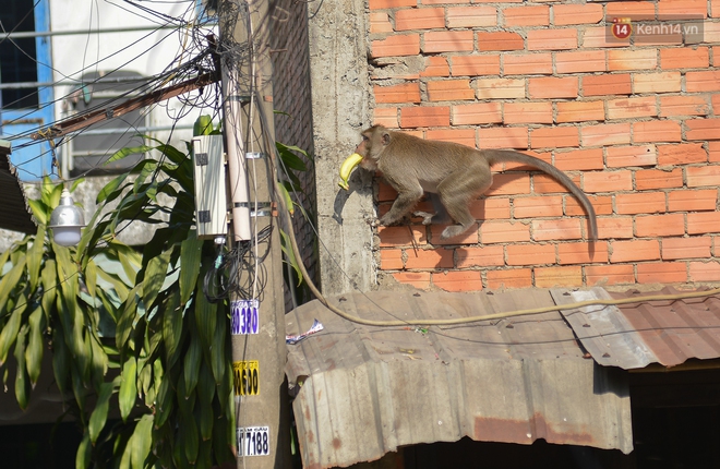 Cận cảnh đàn khỉ “đại náo” khu dân cư ở Sài Gòn khiến người dân mệt mỏi: Chúng rất sợ đàn ông nhưng lại không sợ phụ nữ - Ảnh 5.