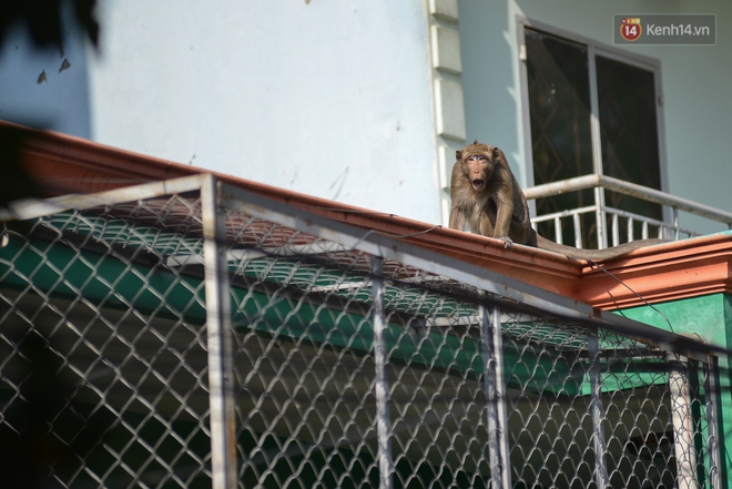 Cận cảnh đàn khỉ “đại náo” khu dân cư ở Sài Gòn khiến người dân mệt mỏi: Chúng rất sợ đàn ông nhưng lại không sợ phụ nữ - Ảnh 4.