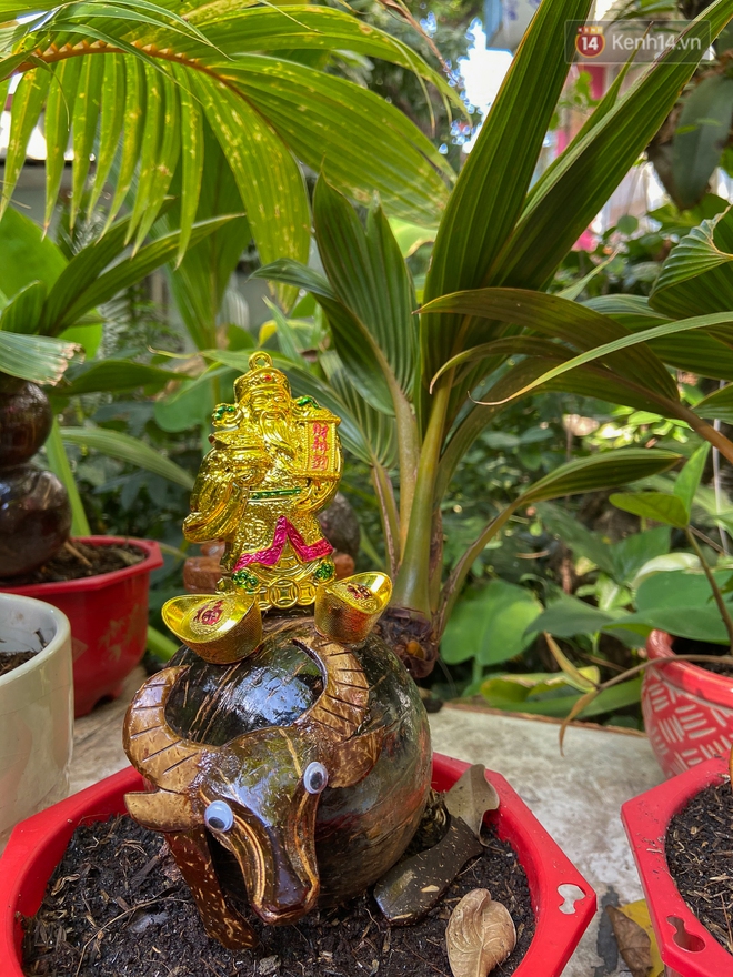 Độc đáo dừa bonsai hình con trâu khiến người Sài Gòn bỏ hàng triệu đồng mua chơi Tết Tân Sửu 2021 - Ảnh 6.