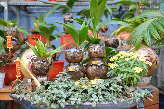 Độc đáo dừa bonsai hình con trâu khiến người Sài Gòn bỏ hàng triệu đồng mua chơi Tết Tân Sửu 2021 - Ảnh 1.