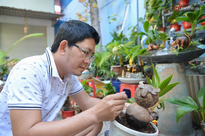 Độc đáo dừa bonsai hình con trâu khiến người Sài Gòn bỏ hàng triệu đồng mua chơi Tết Tân Sửu 2021 - Ảnh 2.