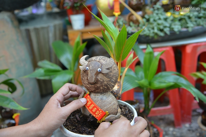 Độc đáo dừa bonsai hình con trâu khiến người Sài Gòn bỏ hàng triệu đồng mua chơi Tết Tân Sửu 2021 - Ảnh 5.