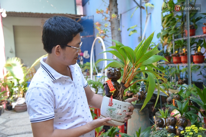 Độc đáo dừa bonsai hình con trâu khiến người Sài Gòn bỏ hàng triệu đồng mua chơi Tết Tân Sửu 2021 - Ảnh 15.