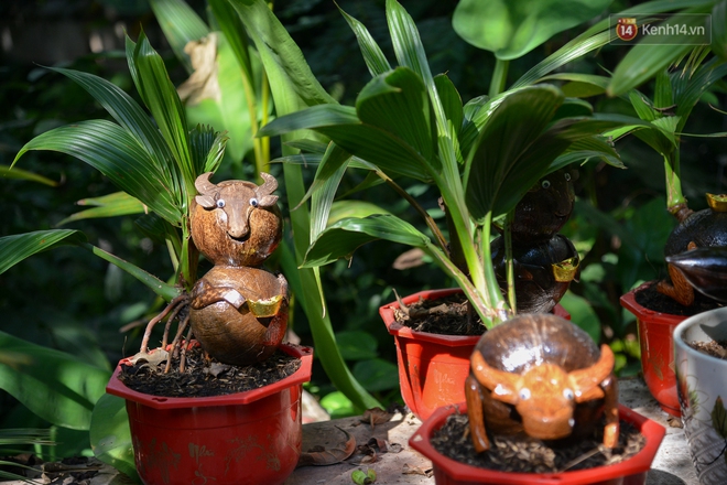 Độc đáo dừa bonsai hình con trâu khiến người Sài Gòn bỏ hàng triệu đồng mua chơi Tết Tân Sửu 2021 - Ảnh 13.
