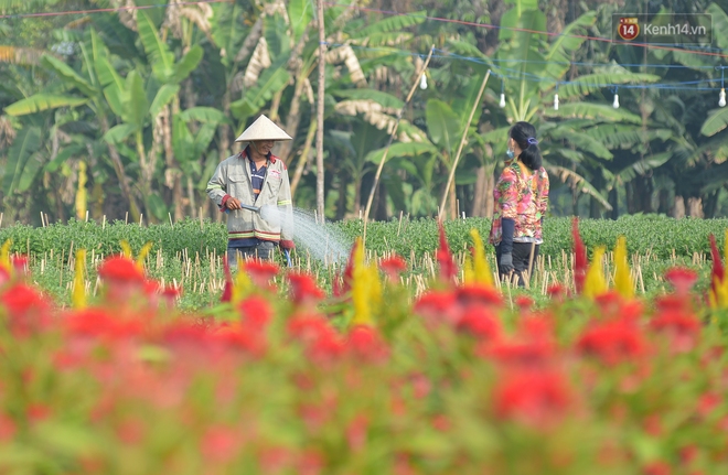 Cánh đồng hoa ở Sài Gòn khoe sắc rực rỡ chào Tết, nhà vườn tất bật “ăn ngủ” cùng hoa - Ảnh 5.