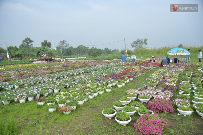 Cánh đồng hoa ở Sài Gòn khoe sắc rực rỡ chào Tết, nhà vườn tất bật “ăn ngủ” cùng hoa - Ảnh 2.