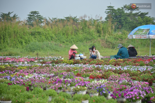 Cánh đồng hoa ở Sài Gòn khoe sắc rực rỡ chào Tết, nhà vườn tất bật “ăn ngủ” cùng hoa - Ảnh 3.