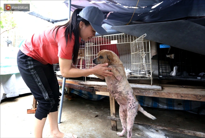 Người phụ nữ bán nhà để được làm “mẹ” của hàng trăm chú chó mèo bị bỏ rơi ở Đà Nẵng - Ảnh 5.