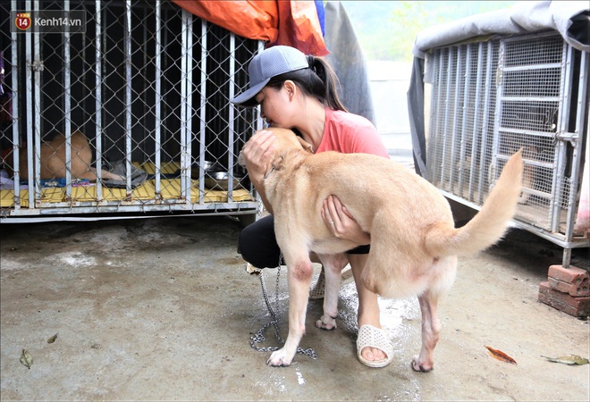 Người phụ nữ bán nhà để được làm “mẹ” của hàng trăm chú chó mèo bị bỏ rơi ở Đà Nẵng - Ảnh 8.