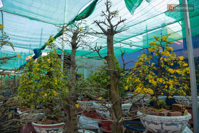 Cả nghìn cây mai Tết nở hoa sớm hơn cả tháng, nhà vườn ở Sài Gòn thiệt hại 15 tỷ đồng - Ảnh 8.