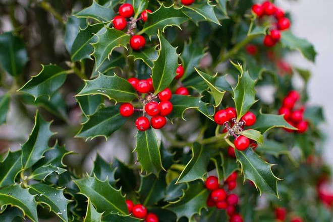 6 loại cây có vẻ ngoài rực rỡ nhưng chứa độc tố chết người, cả những cây quen mặt trong Giáng sinh cũng là sát thủ ngầm ít ai biết - Ảnh 1.