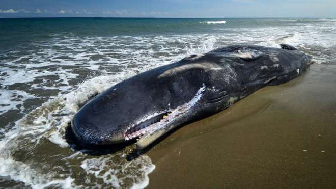 Đây là thảm họa có thể xảy ra nếu bạn lại gần một xác cá voi dạt bờ và câu chuyện về quả bom khổng lồ kỳ lạ nhất lịch sử - Ảnh 4.
