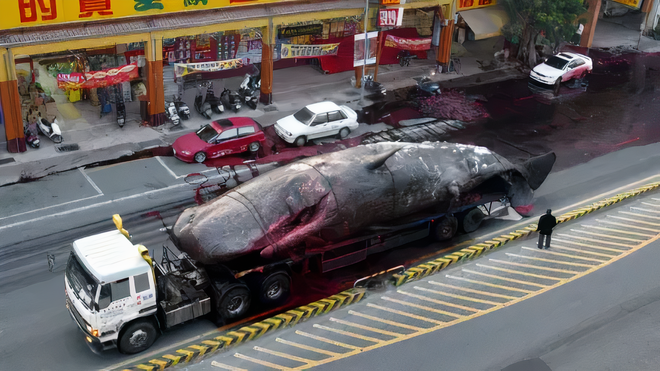 Đây là thảm họa có thể xảy ra nếu bạn lại gần một xác cá voi dạt bờ và câu chuyện về quả bom khổng lồ kỳ lạ nhất lịch sử - Ảnh 3.