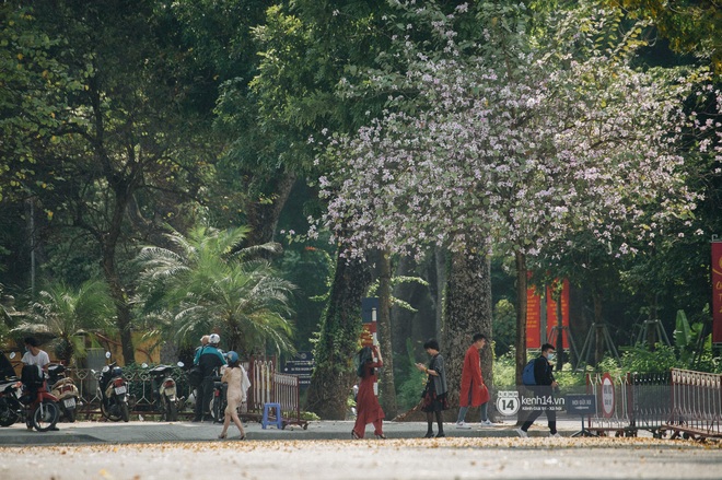 Hà Nội đẹp mê mẩn trong sắc tím hoa ban rợp trời, dân tình rần rần rủ nhau về con đường nổi tiếng chụp ảnh - Ảnh 11.