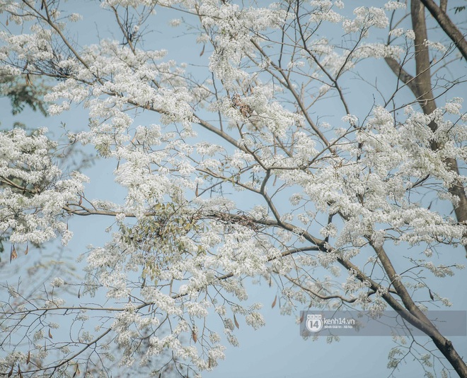 Có một mùa hoa độc quyền Hà Nội, những ngày này phủ trắng khắp nơi như tuyết nhiệt đới - Ảnh 7.