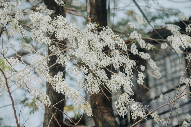 Có một mùa hoa độc quyền Hà Nội, những ngày này phủ trắng khắp nơi như tuyết nhiệt đới - Ảnh 1.