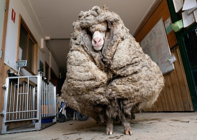 Cụ cừu hoang có bộ lông to sụ nặng 35kg như khoác chăn bông khiến nhiều người hiếu kỳ đã lột xác ngoạn mục với vẻ ngoài mới - Ảnh 1.