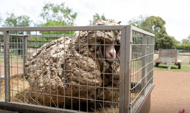 Cụ cừu hoang có bộ lông to sụ nặng 35kg như khoác chăn bông khiến nhiều người hiếu kỳ đã lột xác ngoạn mục với vẻ ngoài mới - Ảnh 2.