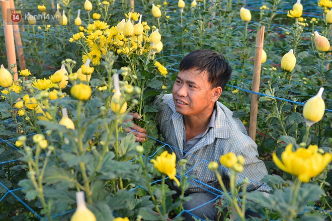Hoa nở đúng dịp Tết, người dân làng Tây Tựu vẫn thấp thỏm vì dịch Covid-19: Có người mua hoa nhưng giá quá rẻ - Ảnh 3.