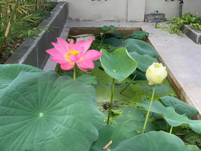 9X bỏ phố về quê Tây Ninh xây nhà 2 tỷ, thu nhập chỉ bằng 1/10 ngày xưa nhưng cuộc sống chill lắm - Ảnh 8.