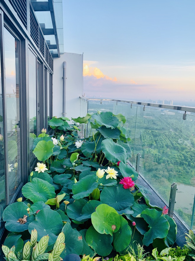 Ở penthouse rộng 300m2 trên tầng 30, vợ chồng trẻ chịu chơi xây hẳn hồ trồng hoa sen ngoài ban công - Ảnh 4.