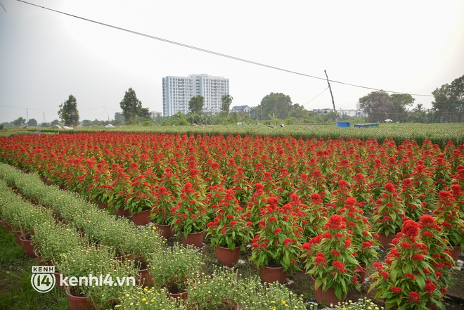 Ảnh: Cánh đồng hoa ở TP.HCM khoe sắc rực rỡ đón Tết, nhiều khách đến đặt hàng - Ảnh 14.