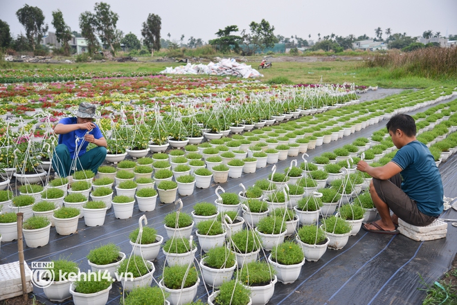 Ảnh: Cánh đồng hoa ở TP.HCM khoe sắc rực rỡ đón Tết, nhiều khách đến đặt hàng - Ảnh 6.