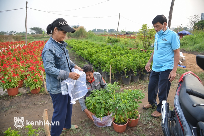 Ảnh: Cánh đồng hoa ở TP.HCM khoe sắc rực rỡ đón Tết, nhiều khách đến đặt hàng - Ảnh 12.